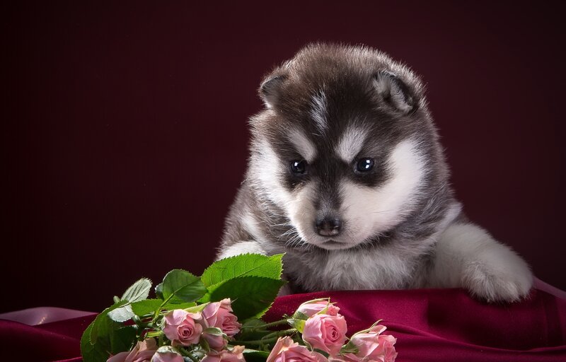 Husky Puppy with Roses