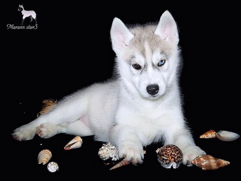 Husky Puppy with Shells