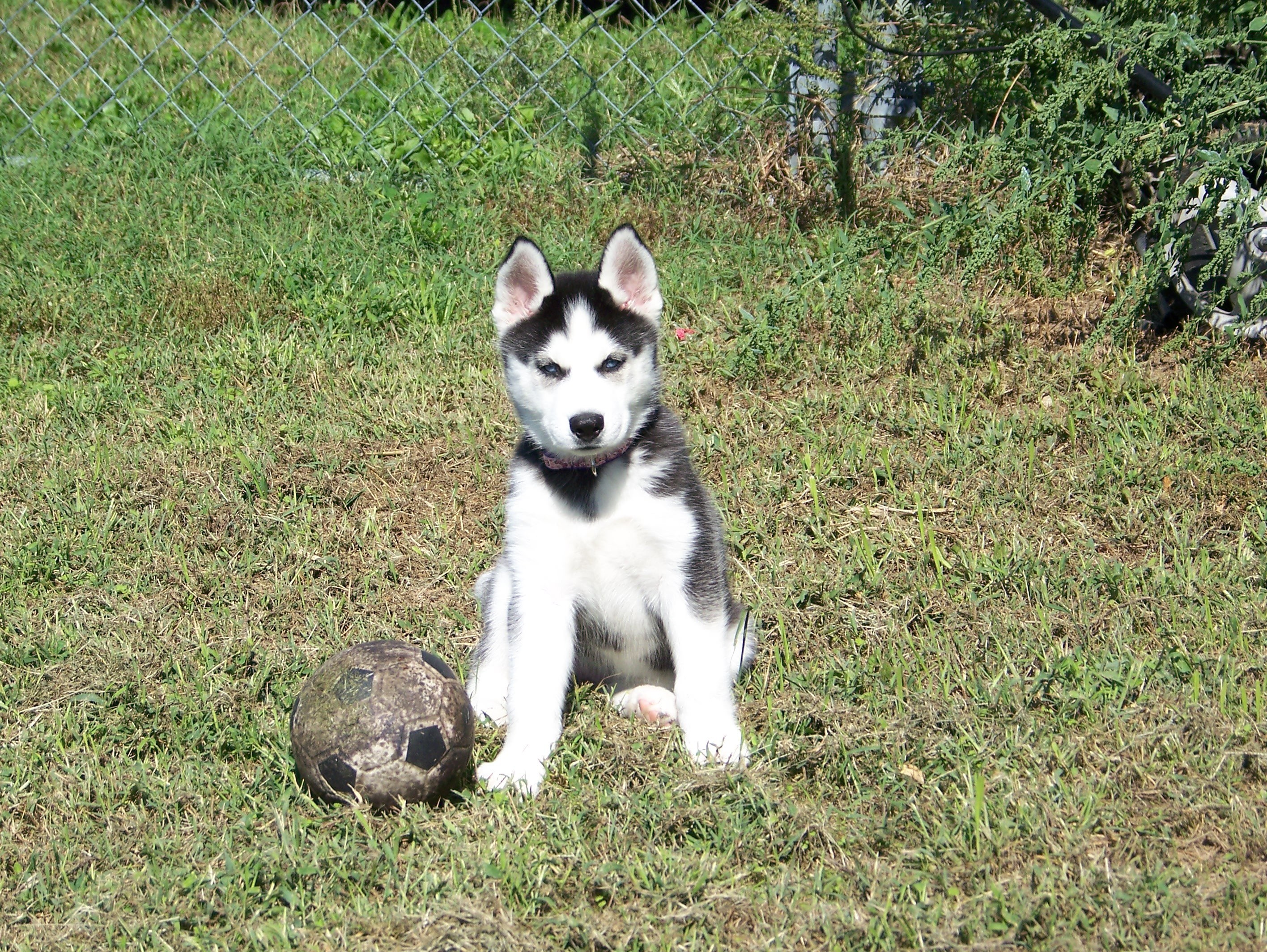 Husky puppy with soccer ball
