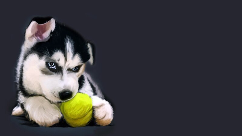 husky puppy with tennis ball