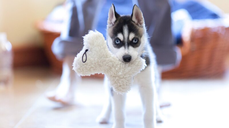 Husky puppy with toy