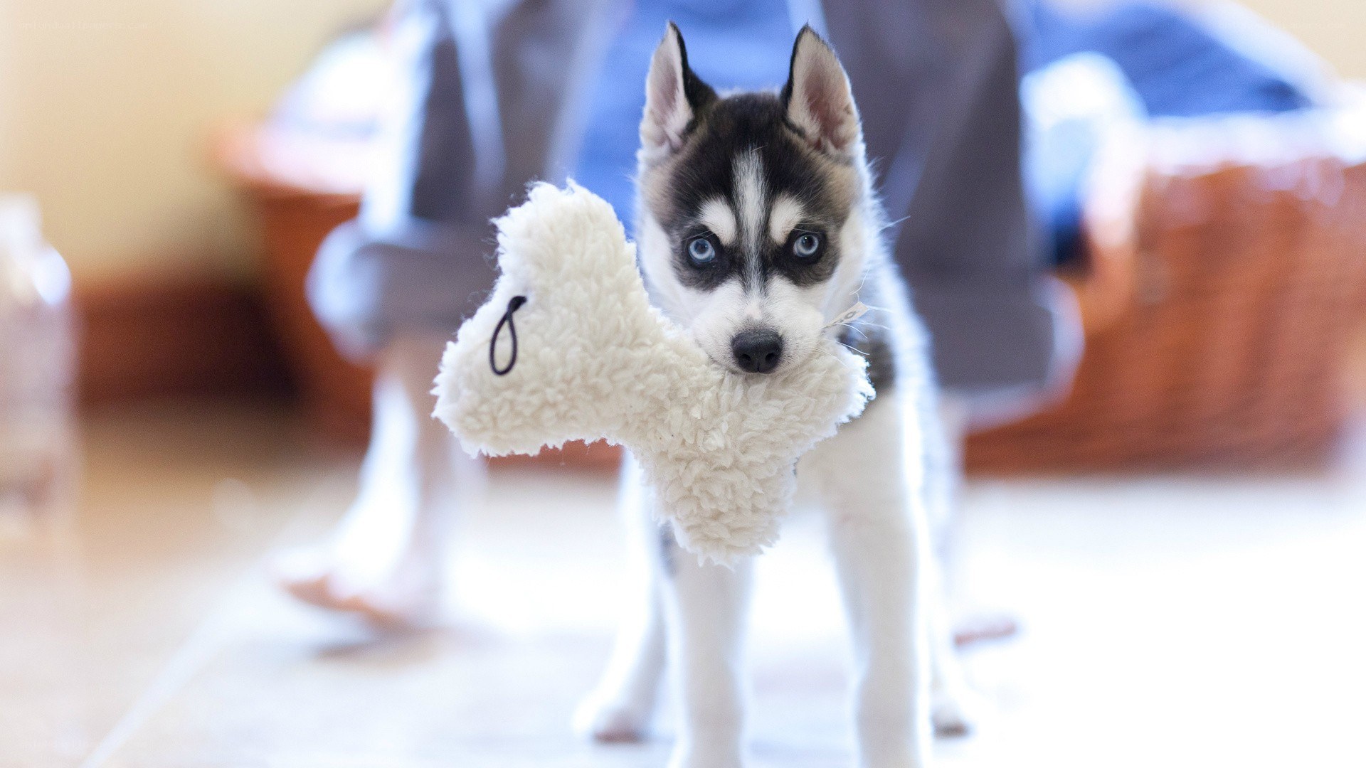 Husky puppy with toy