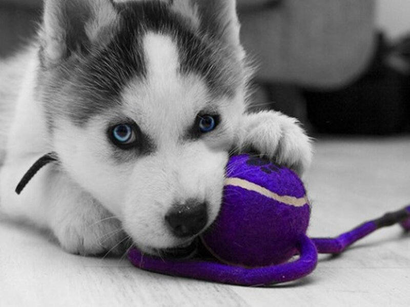 Husky Puppy with Toy — Purple, Playful