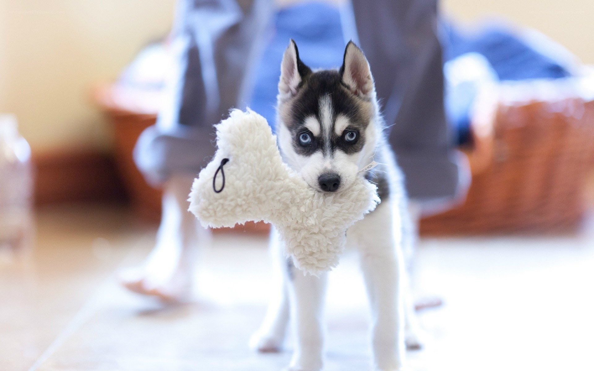 Husky puppy with toy