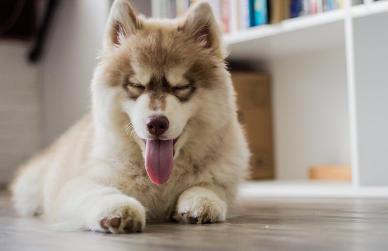 Husky Puppy Yawning