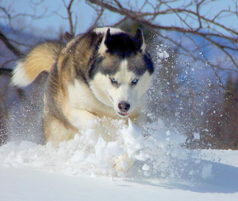 Husky Running in Snow