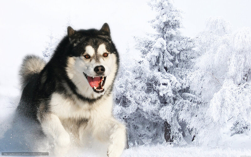 Husky Running in Snow — White, Active, Winter
