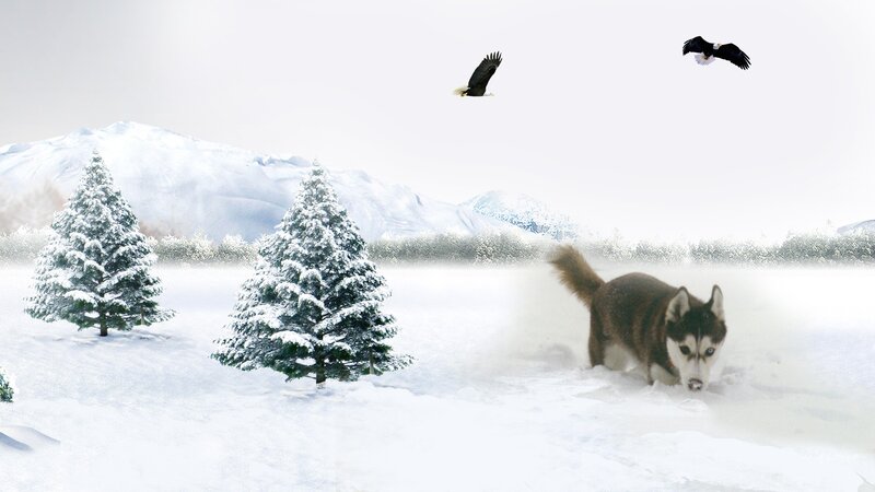 Husky Running in Snow — White, Serene
