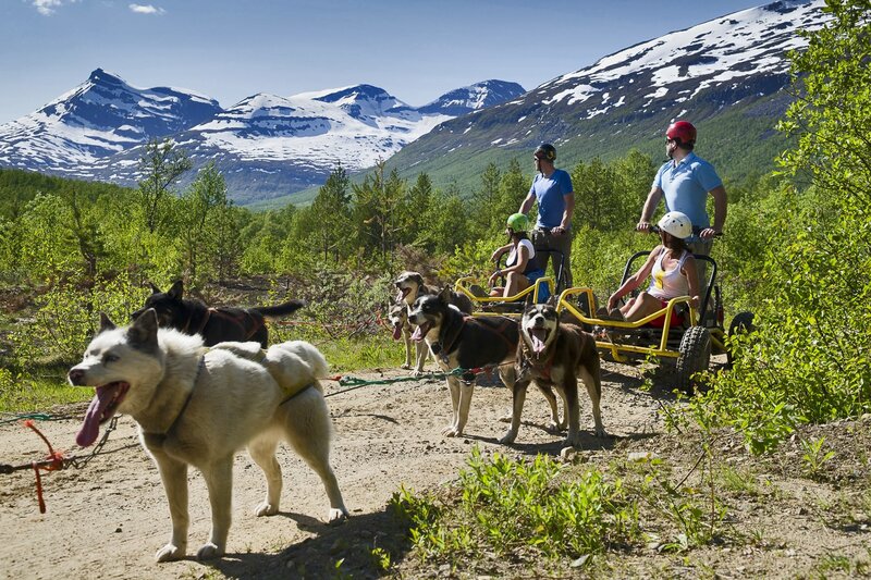 Husky Sled Dogs Pulling Carts