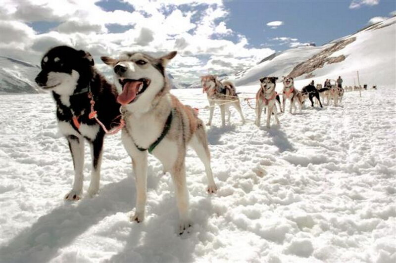 Husky Sled Dogs