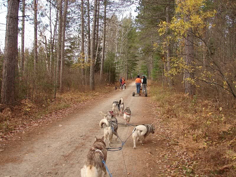 Husky Sled Team — Brown