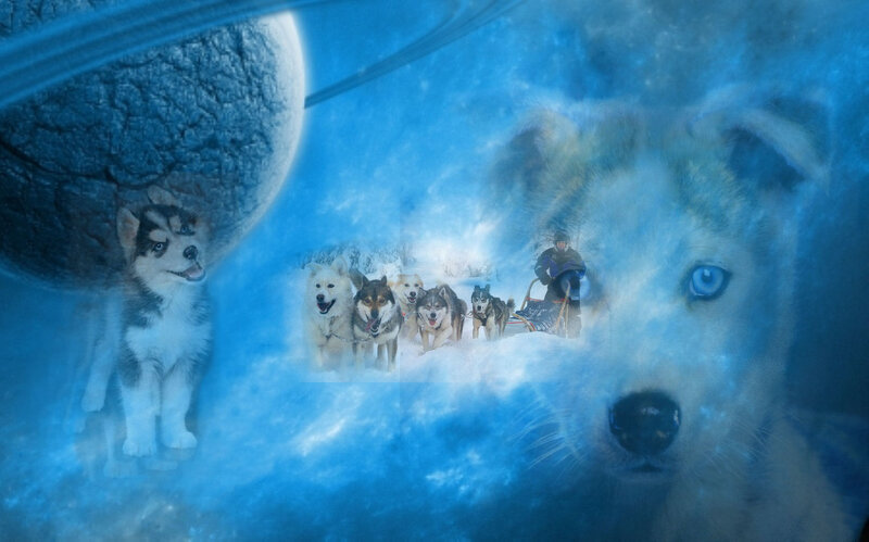 Husky Sled Team in Snow — Blue