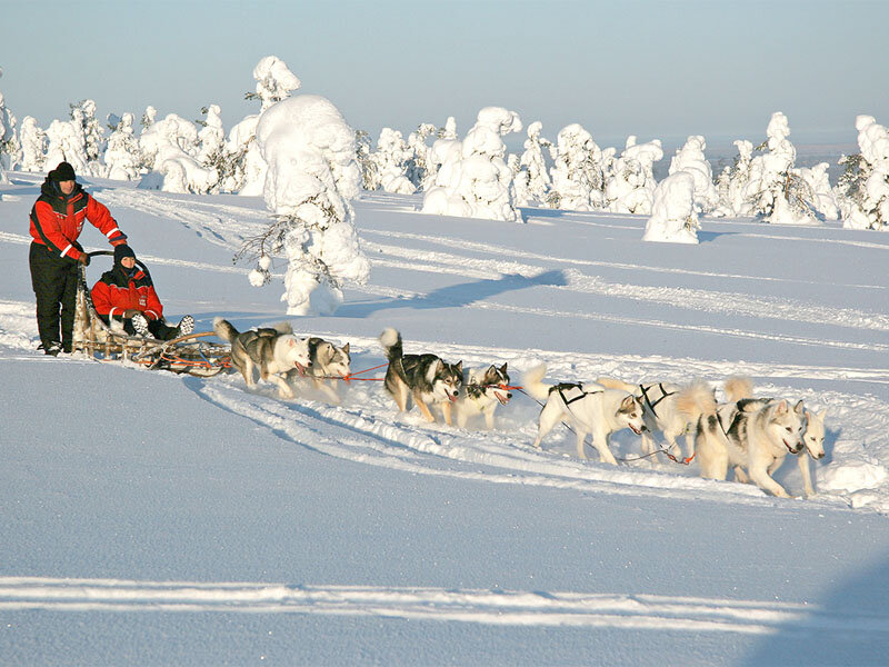 Husky Sled Team in Snow