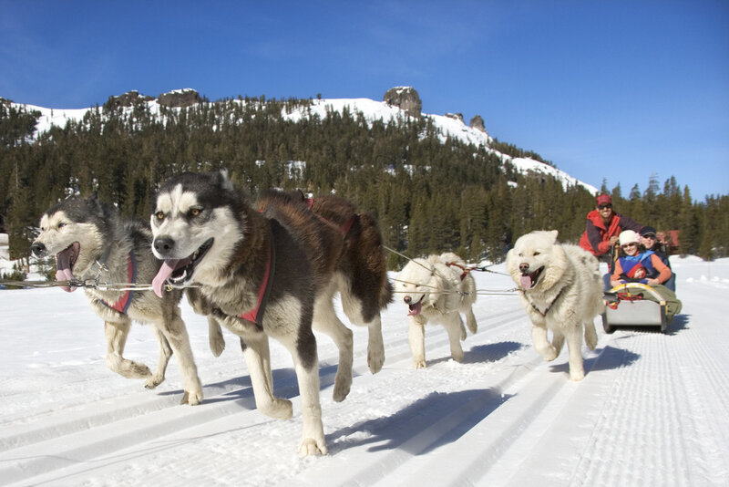 Husky Sled Team