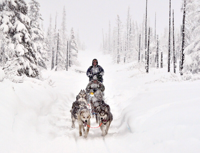 Husky Sled Team — White, Cold, Winter