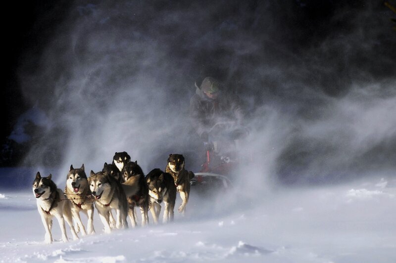 Husky Sled Team — White, Dramatic