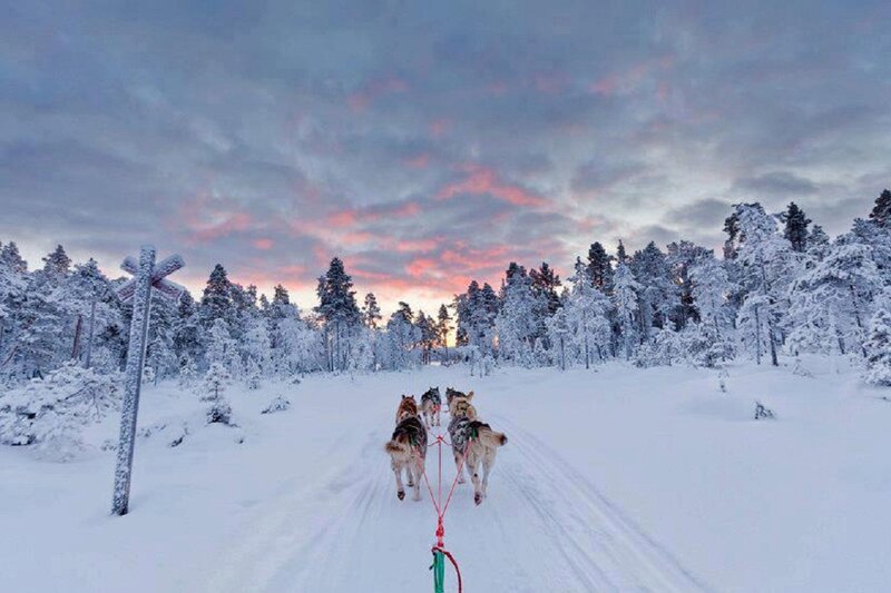 Husky Sled Team — White, Serene