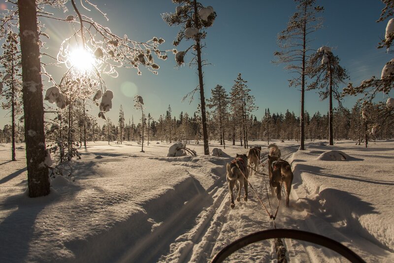 Husky Sled Team — White, Serene, Winter