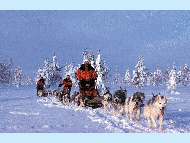 Husky Sled Team — White