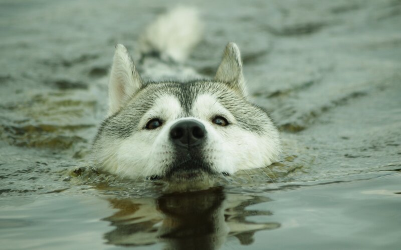 Husky Swimming in Water — Gray