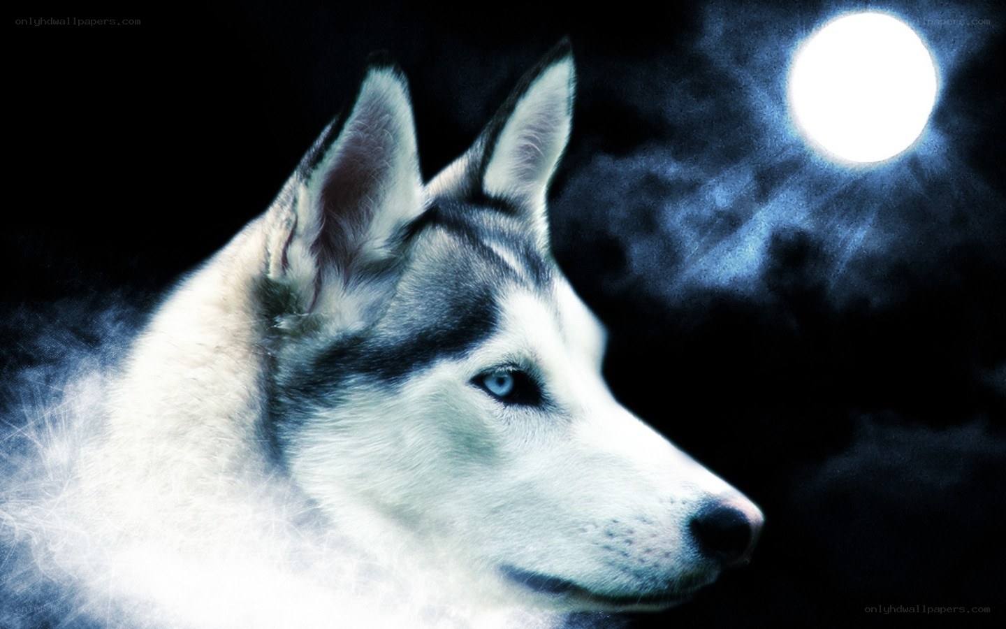 husky under the moon