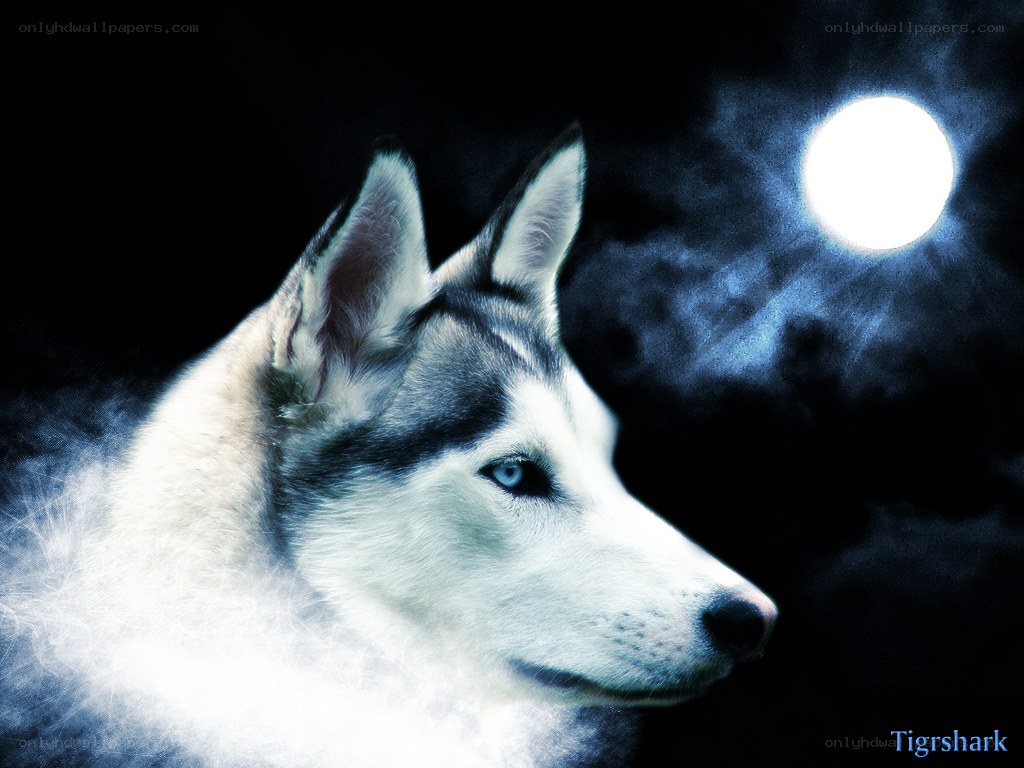 Husky under the moon