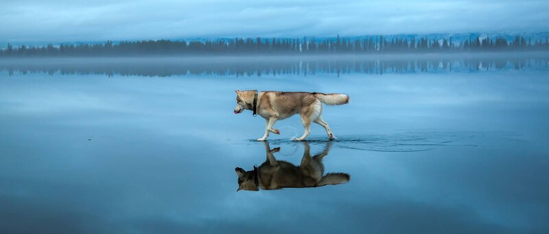 Husky Walking in Water — Blue, Serene, Morning
