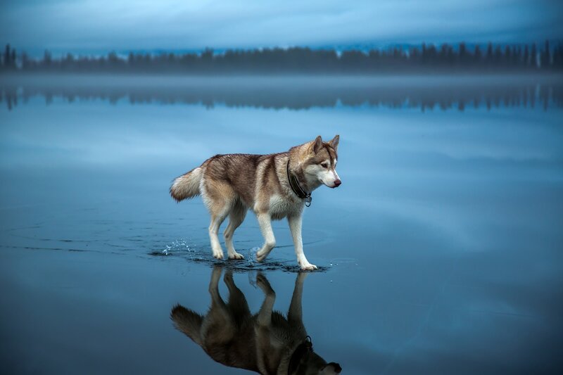 Husky Walking in Water — Blue
