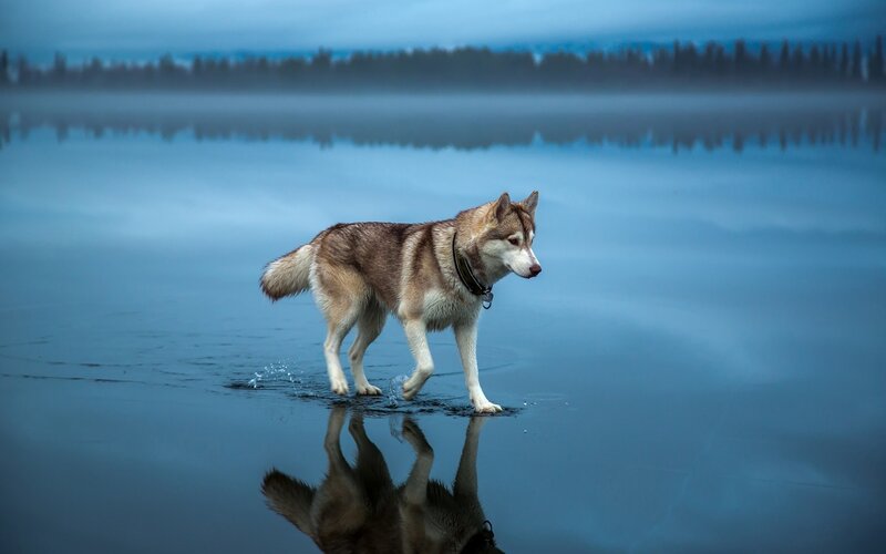 Husky Walking in Water