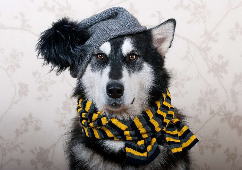 Husky Wearing Hat and Scarf