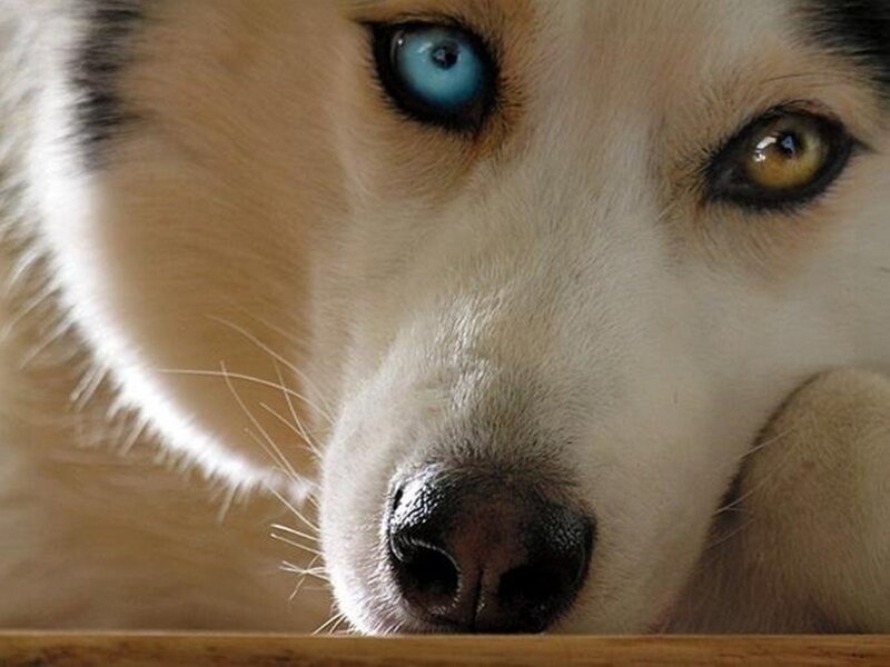 husky with blue and brown eyes