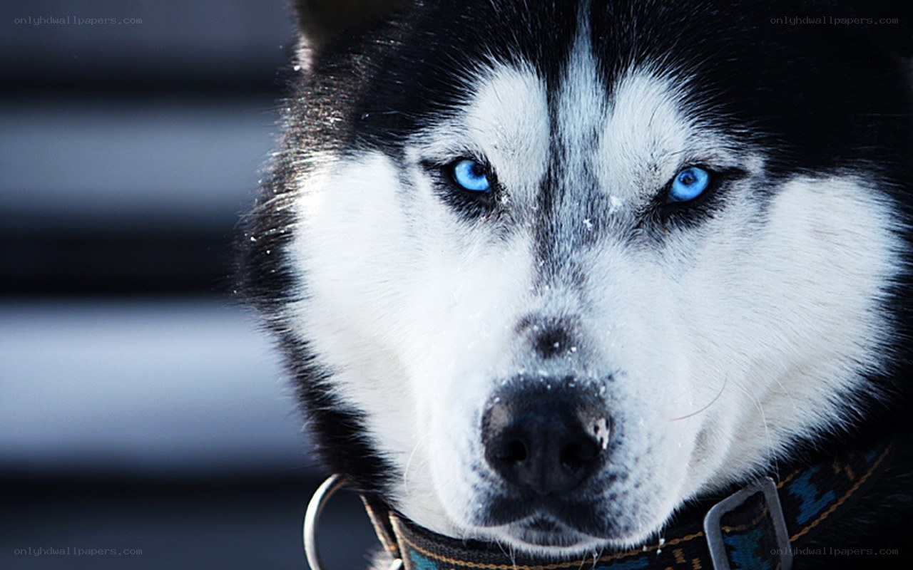 husky with blue eyes