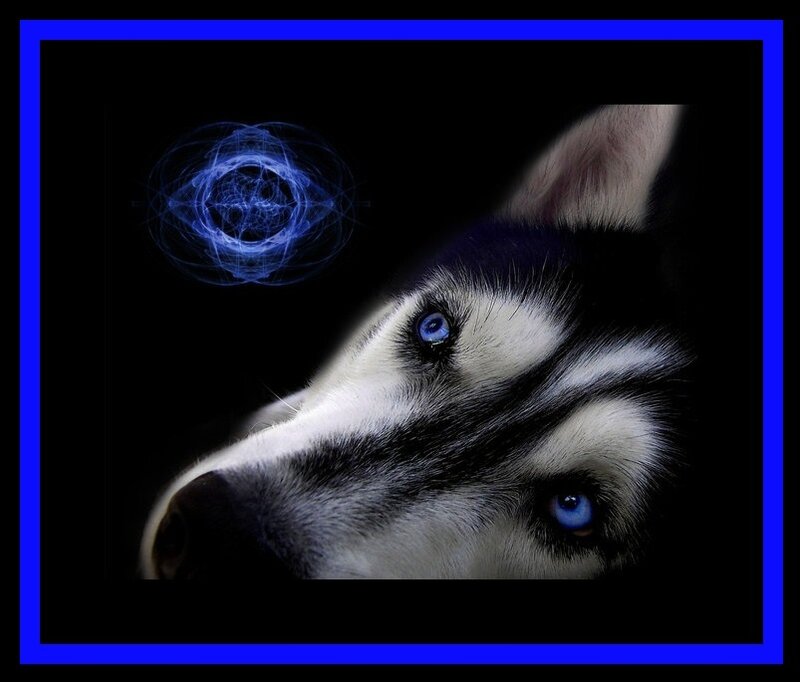 Husky with blue eyes and energy sphere