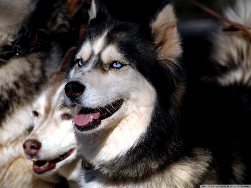 Husky with Blue Eyes — Black, Alert
