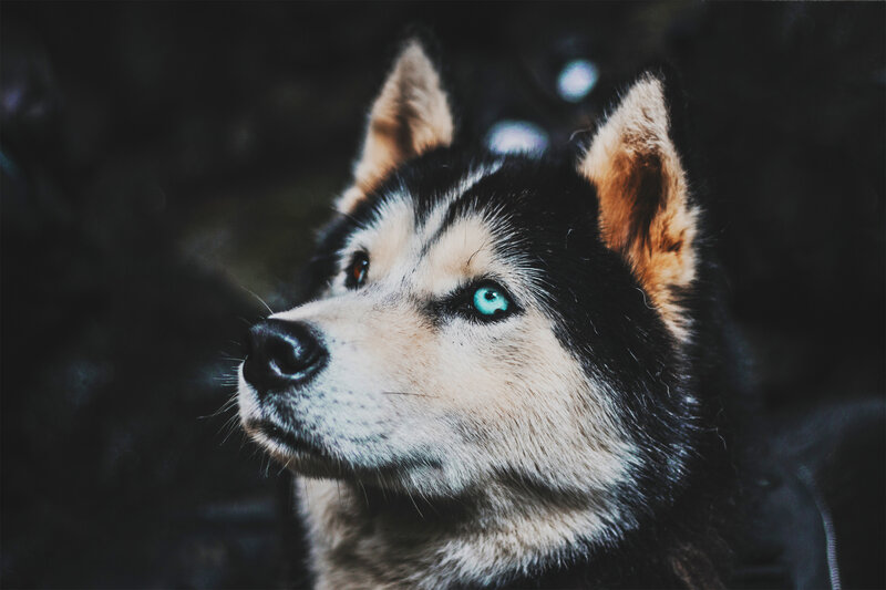 Husky with Blue Eyes — Black, Dramatic