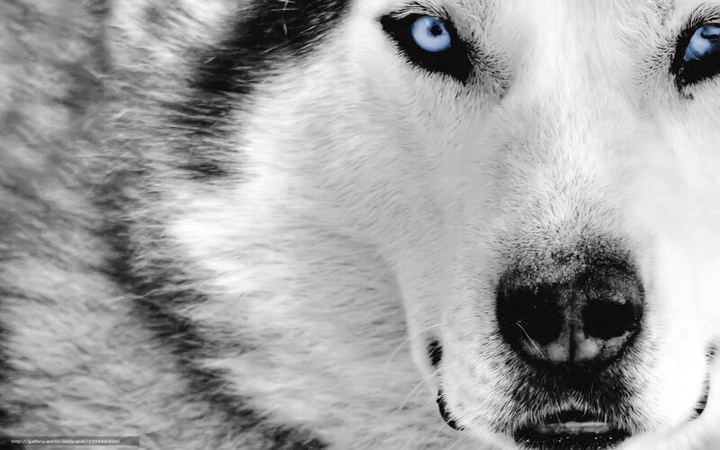 Husky with Blue Eyes — Black, Intense, Photograph