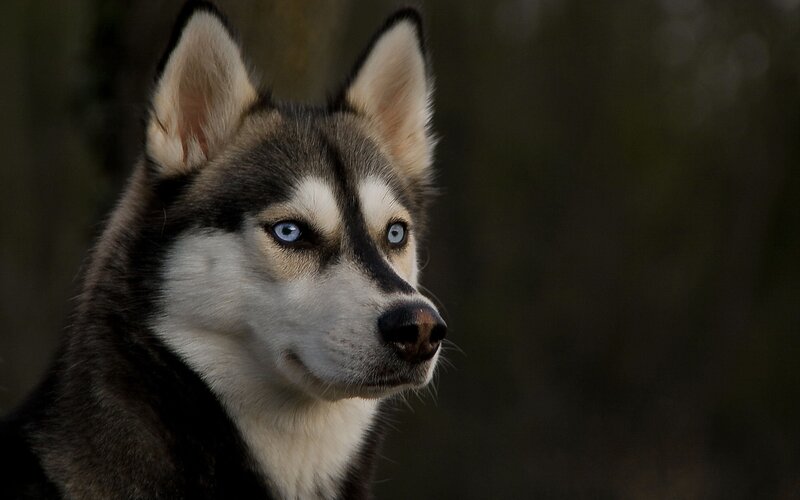 Husky with Blue Eyes — Black, Serious