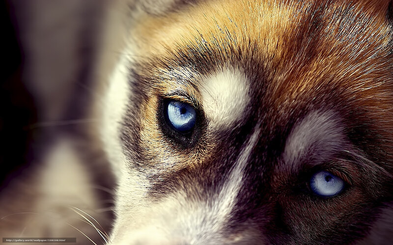 Husky with Blue Eyes — Brown, Intense