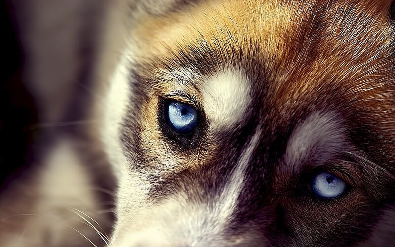 Husky with Blue Eyes — Brown