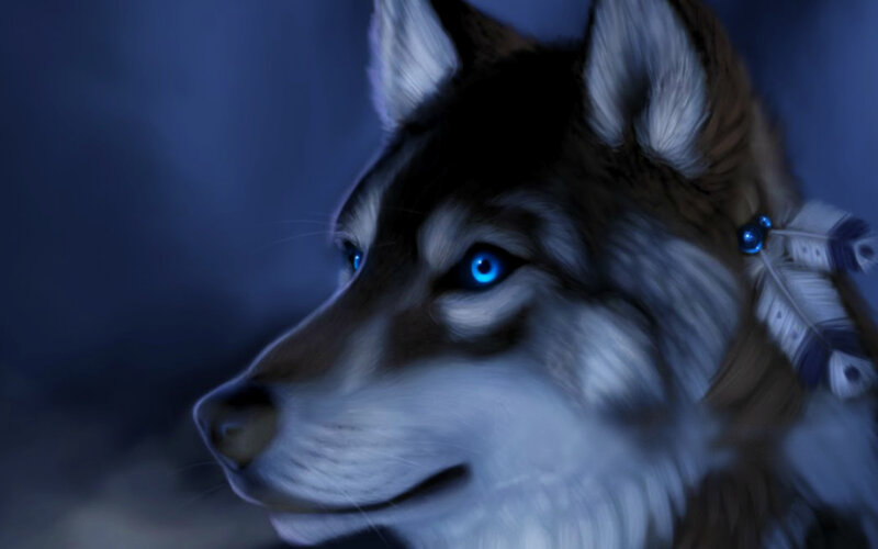 Husky with Blue Eyes — Dramatic, Night