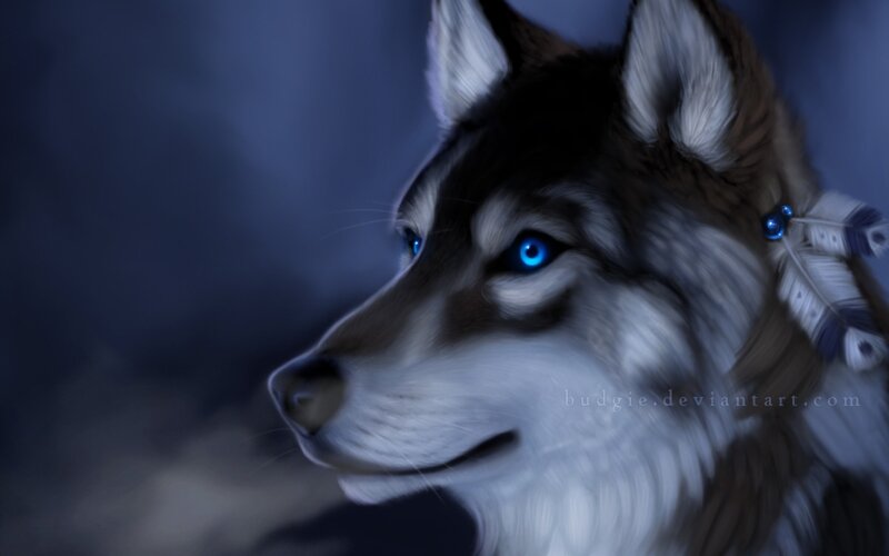Husky with Blue Eyes — Dramatic