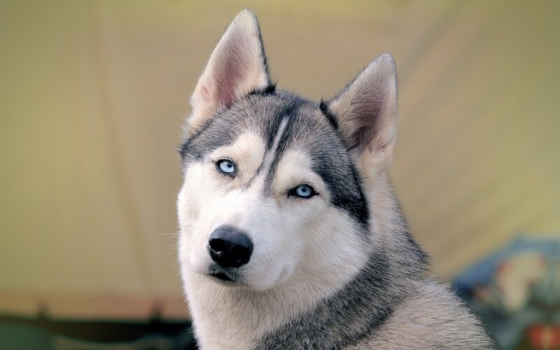 Husky with Blue Eyes — Gray, Calm