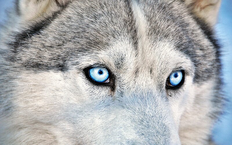 Husky with Blue Eyes — Gray, Intense