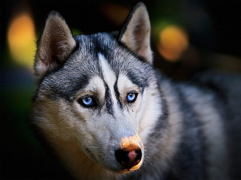 Husky with Blue Eyes — Gray