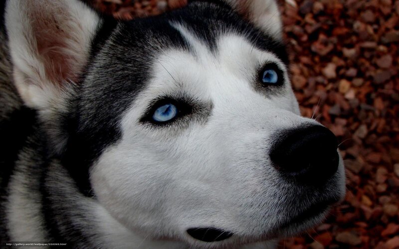 Husky with Blue Eyes — White, Calm, Photograph, Gravel