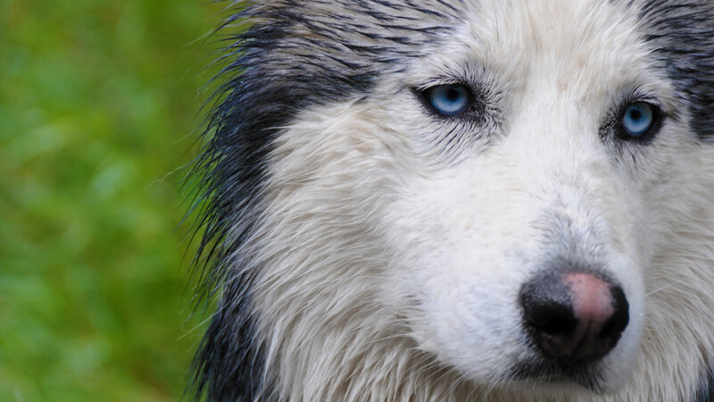 Husky with Blue Eyes — White, Calm, Photograph, Nose, Fur