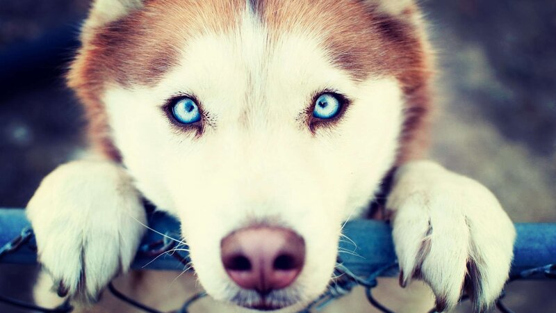 Husky with Blue Eyes — White, Calm, Photograph, Paws