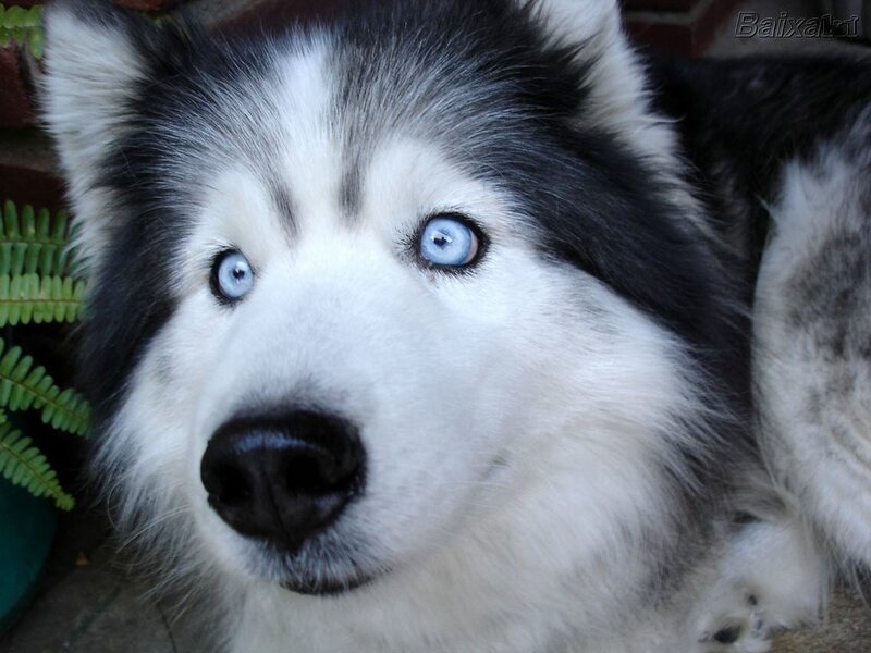 Husky with Blue Eyes — White, Calm, Photograph, Plant