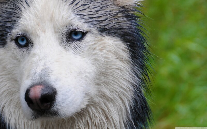 Husky with Blue Eyes — White, Calm, Photograph