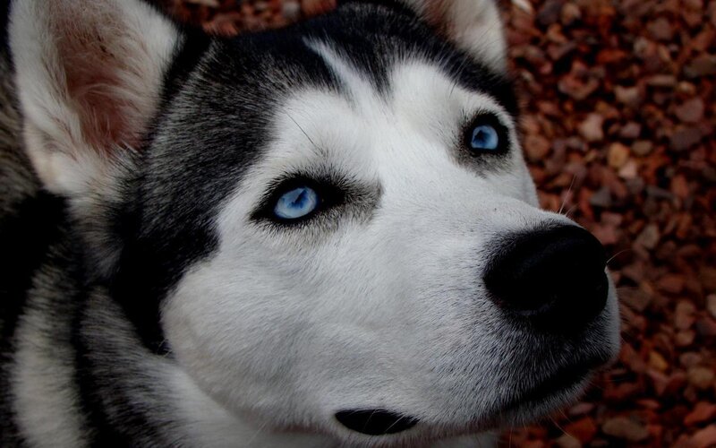 Husky with Blue Eyes — White, Calm